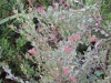 Verge-Garden-Species-images_01