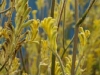 Verge-Garden-Species-images_02
