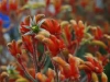 Verge-Garden-Species-images_03