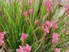 Verge-Garden-Species-images_04