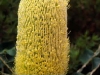 Verge-Garden-Species-images_06