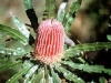 Verge-Garden-Species-images_07