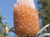 Verge-Garden-Species-images_08