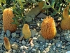 Verge-Garden-Species-images_09