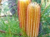 Verge-Garden-Species-images_10