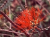 Verge-Garden-Species-images_11