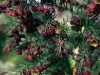 Verge-Garden-Species-images_12