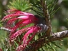 Verge-Garden-Species-images_13