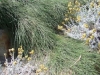 Verge-Garden-Species-images_14