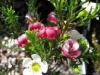 Verge-Garden-Species-images_15
