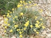 Verge-Garden-Species-images_16