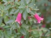 Verge-Garden-Species-images_17