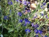Verge-Garden-Species-images_18