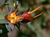 Verge-Garden-Species-images_19