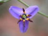 Verge-Garden-Species-images_20